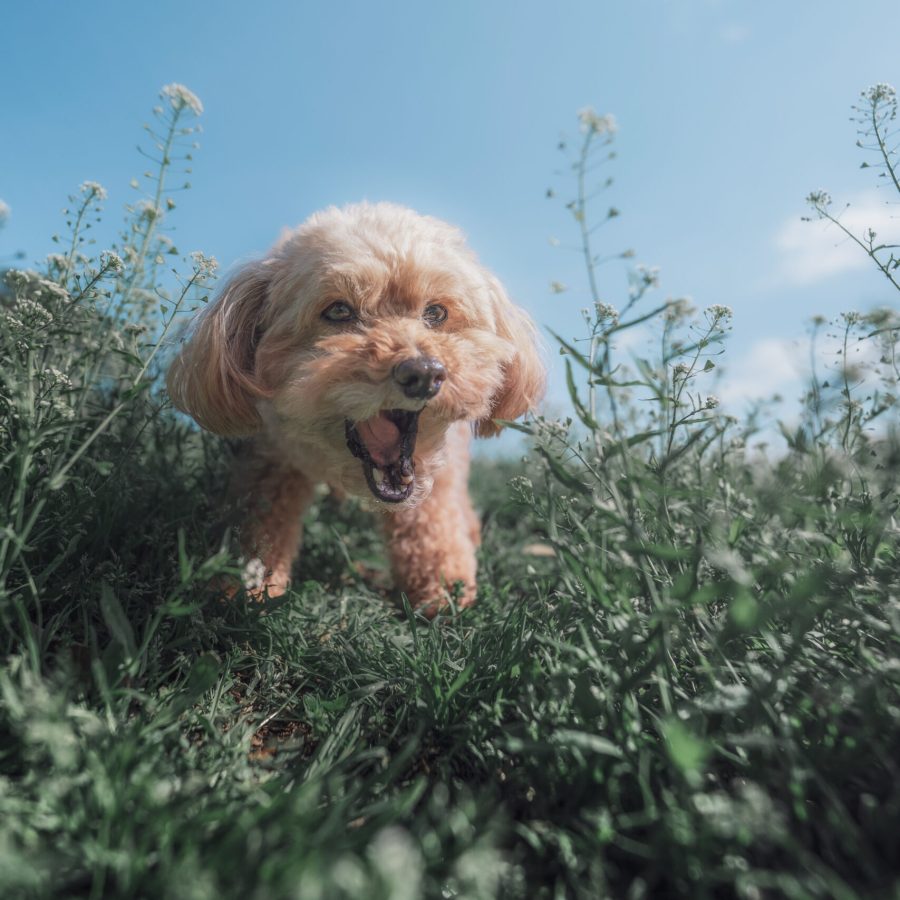 Edited with Lens Distortions v6.9.1